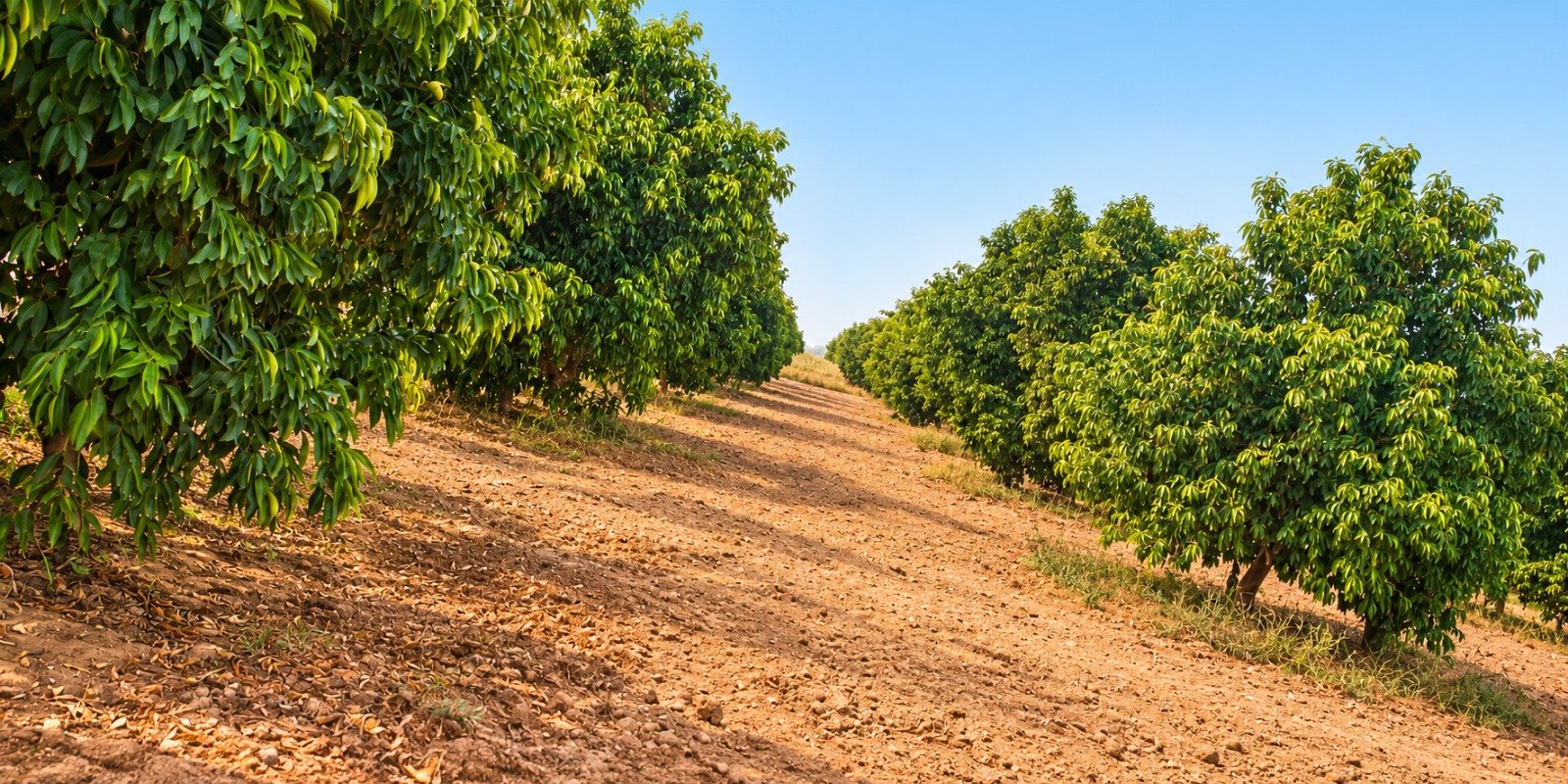 Real orchard perspective
